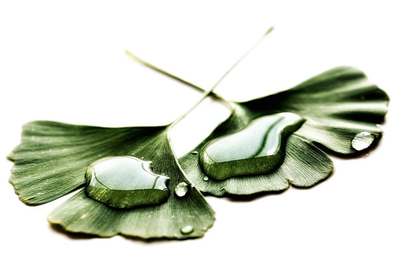 Gingko Biloba with water drops